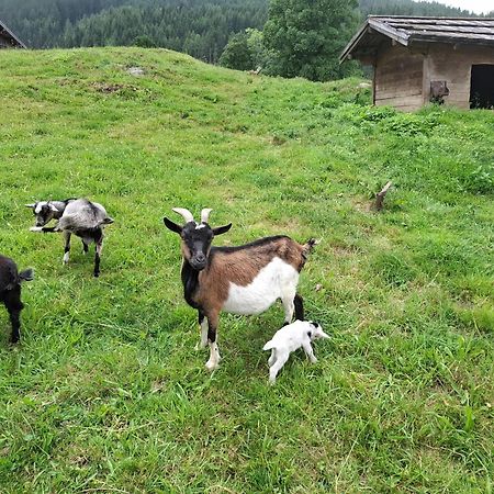 Pension Stammerhof Schladming Kültér fotó