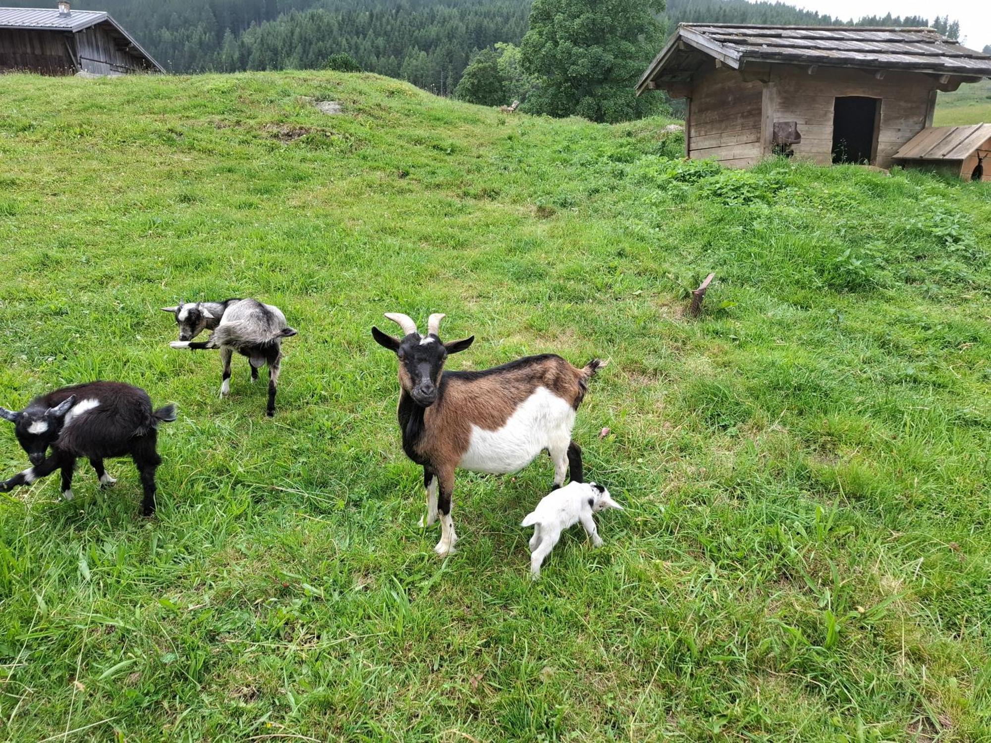 Pension Stammerhof Schladming Kültér fotó